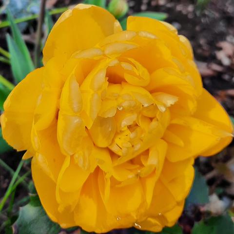 Gelbe Tulpenblüte
