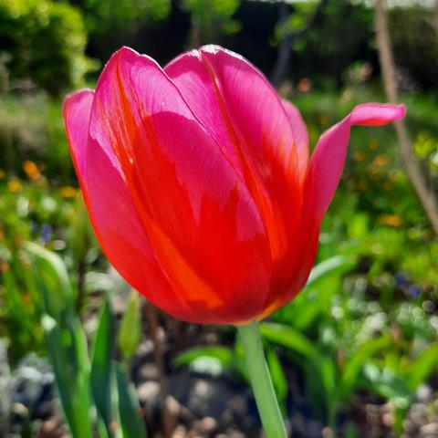 Rote Tulpenblüte