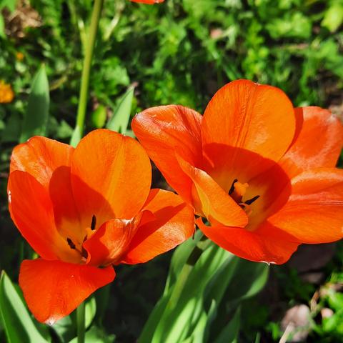 Orange - rote Tulpenblüten