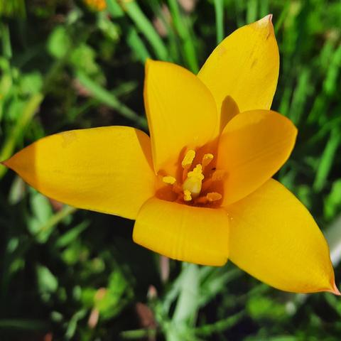 Gelbe Blüte einer Wildtulpe