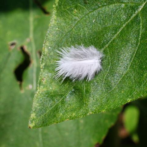Close-up of a white downy feather on a green leaf.