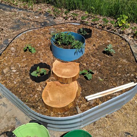 An hexagon shaped raised bed with 3 green flesh honey dew melon, and 3 sugar baby watermelon plants, and a large round planter half buried in the center that has volunteer marigolds, a tomato plant, and possibly willowherb or fireweed. The oregano was removed from the planter. One of the watermelon plants is actually 4 seedlings that are only a few days old and has a clear cloche around it. There is one honeydew and one watermelon that have black rings around them for not much purpose other than they were extra to their other use. Two cedar cookies were placed in the bed for steps to access the center planter without compacting the soil. There are two pieces of white pvc pipe laying in the bed too.