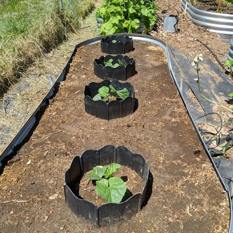 A view 9x3 foot raised bed looking lengthwise at it that has 4 cantaloupe type melon plants that have black rings around them to guard against crawly bugs of the night.