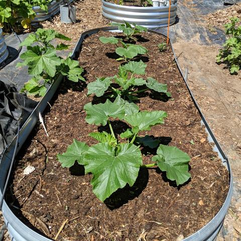 A lengthwise view of another 9x3 foot bed that has 4 summer squash plants in it. There are two black beauty zucchini near and two early summer crookneck yellow squash far. There is a hollyhock plant on the left side growing up from the ground.