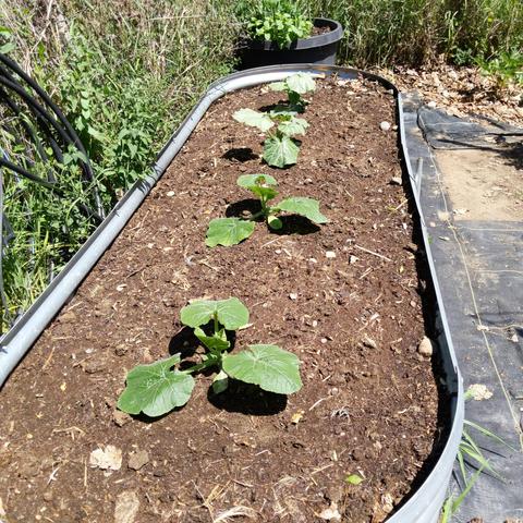 Another lengthwise view of a 9x3 bed that has four bush type winter squash plants. The two near plants are table king acorn, and the two far plants are Burpee's butterbush which is a butternut squash. There is a large black container beyond the bed that has marigolds and petunias growing in it, the oregano was also removed from this container because it creates a very thick and heavy root mass.