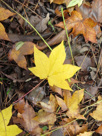 Photo of treespecies Acer cappadocicum : Category is photo of discerning trait