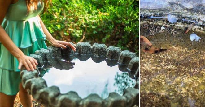 Gardener Finds Unknown Worms in Their Bird Bath — but the Internet Says There's Nothing To Worry