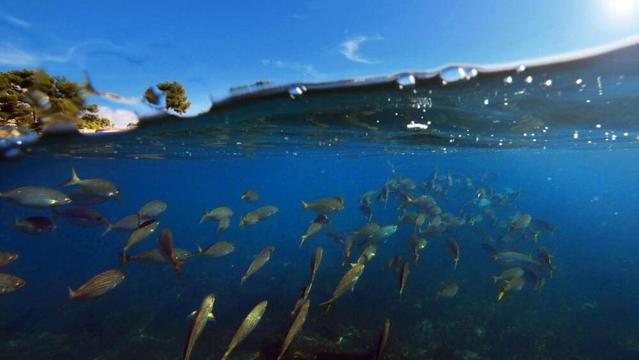 pêche illégale, pollutions plastiques, érosion... c'est parti pour la Conférence Unoc à Nice
