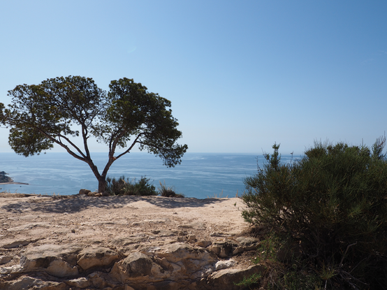 Im Vordergrund heller, steiniger Untergrund, rechts Gebüsch, links ein kleiner Baum. In der Mitte das Meer in verschiedenen Blautönen, darüber blauer Himmel.