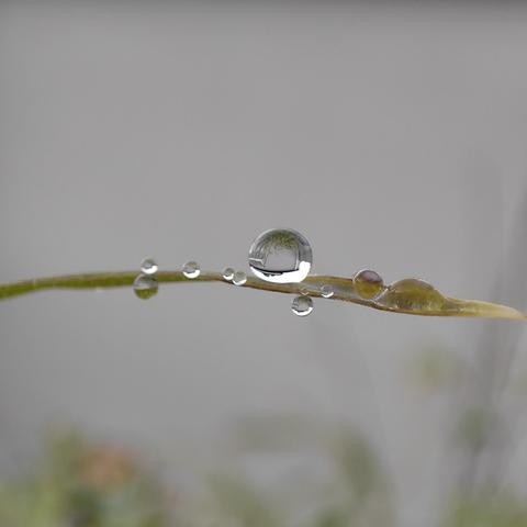 Several sherical drops of water on a thin horizontal leaf. The background is blurred. The largest drop of water shows an inverted image of a shed outline against the sky.