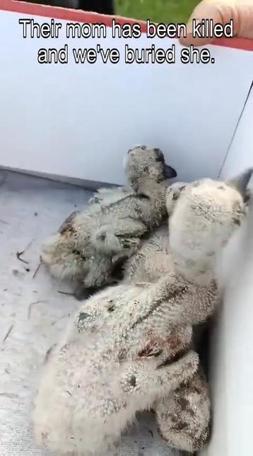 Female stork covered the nest and died on fire after Russian drone attack in Kyiv region. The nestlings have been rescued
