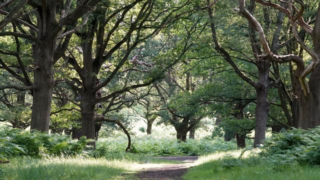 A sunlit forest path lined with tall trees and lush green ferns. The foliage creates a serene and peaceful atmosphere, inviting exploration.