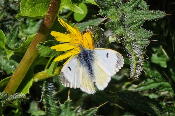 A white butterfly with subtle black markings rests on a bright yellow dandelion flower, its wings slightly open. The butterfly is positioned towards the centre of the frame, with the vibrant green stem of the dandelion and spiky green leaves of another plant visible in the background, creating a natural, close-up scene.