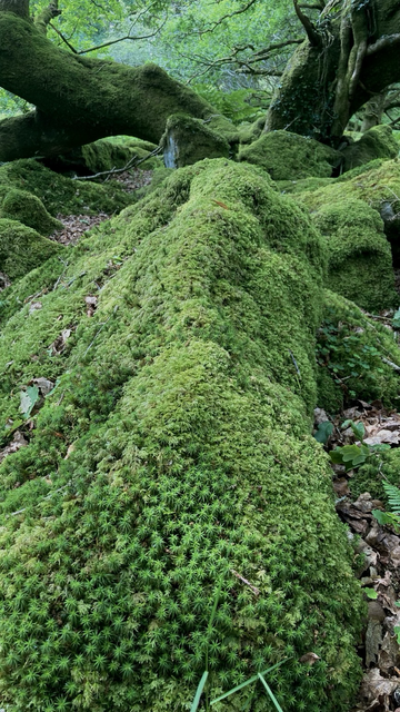 Mossy rocks and oaks.