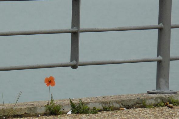 A imagem mostra uma papoila vermelha, frágil e solitária, crescendo no pavimento cimentado de um cais de acesso às águas da barragem do Alqueva. A flor  destaca-se contra o fundo azul acinzentado das águas, enquadrada pelo gradeamento de uma barreira de proteção em metal pintado de cinzento. Ao longo do rebordo crescem, a espaços, pequenos tufos de ervas verdes. A luz é pálida e sem sombras, denunciando um dia de primavera encoberto.