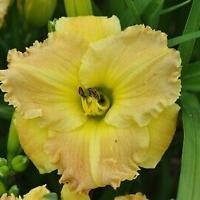 GARDEN COLUMN: How to grow great daylilies | Community