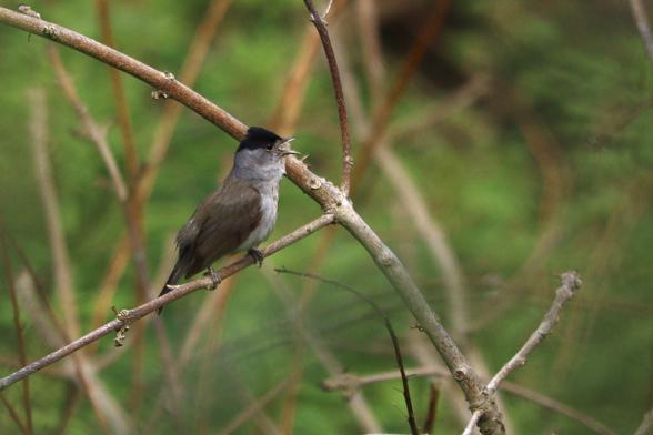 A blackcap perched on a twig while it sings