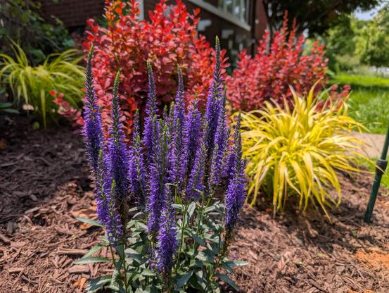 Tall purple spike flowers, likely Veronica spicata (spiked speedwell), bloom vibrantly in the foreground of a landscaped garden. Behind them, red-leaved shrubs and bright yellow ornamental grasses add contrasting color and texture. Mulch covers the soil, and a brick house with windows is partially visible in the background. Sunlight enhances the vivid hues of the plants.
