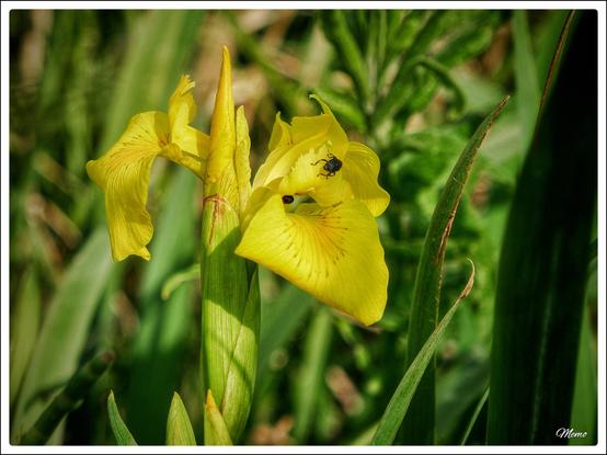 Bildbeschreibung:
Die gelbe Blüte einer Schwertlilie