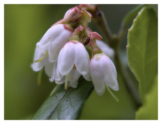 En liggande bild på vita, hängande små blommor med gröna löv runt omkring. Blommorna hänger i rosa fästen.