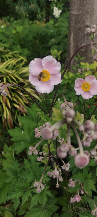 Fleur rose pâle d’anémone du Japon, en pleine floraison, visitée par une abeille en train de butiner le cœur jaune. Autour, des boutons floraux violets et un feuillage dense et vert créent un contraste doux et naturel.