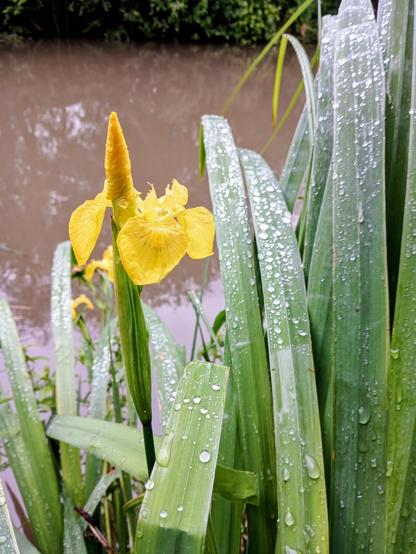 The bright golden yellow of flag (yellow iris) partially unfolded in the rain. Water drops gather in silver globes down its broad sword like leaves. The canal beside is cocoa brown.