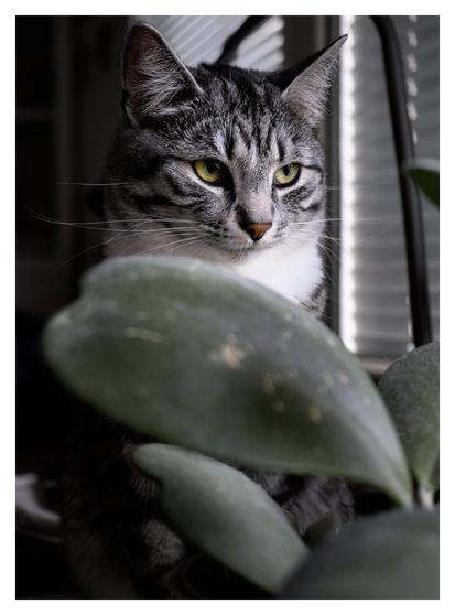 En stående bild på katten Sonja som sitter på ett dolt köksbord och tittar på något bakom och till höger om kameran. I förgrunden några gröna blad och i bakgrunden fönster med persienner neddragna.