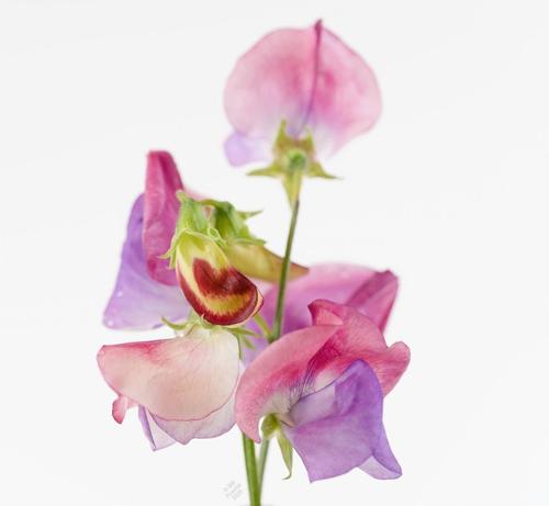 On a white background two stems of fully open flowers. This one is sort of like the distant descendant of 'Cupani'. The outer petals open creamy pink and mature to a deeper magenta, the inner ones are pale bluish purple. The flowers are lightly ruffled. The buds are attractively creamy green splashed with red.