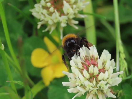 Bumblebee on a white clover flower with greenery in the background.