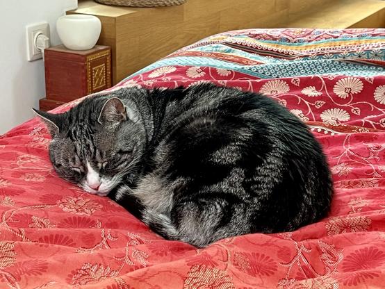 A grey tabby cat is curled up asleep on a red and patterned bedspread.  The bedspread has a floral design. A small wooden box and a white diffuser are visible on a bedside table in the background.