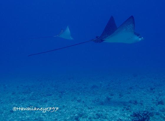 Creatures with broad flattened fins and long thin rigid tails swimming over a reef.