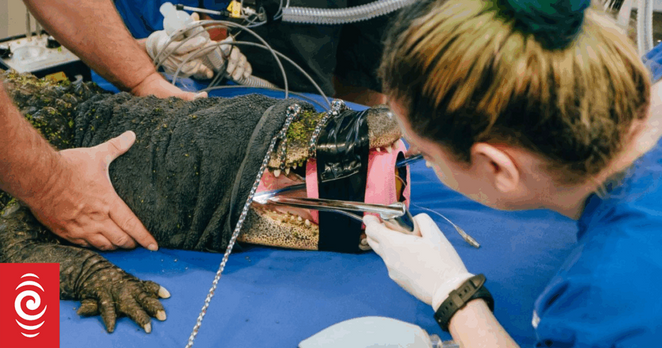 Dixie the American alligator from Auckland Zoo undergoes an endoscopy after swallowing a jandal left behind in her enclosure.