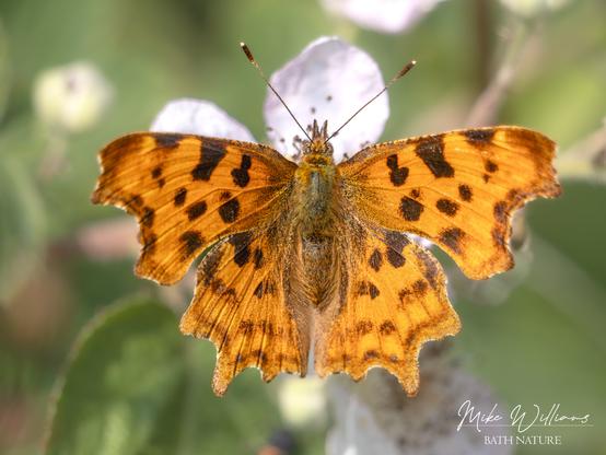 An orange butterfly with black markings. Wing edges are raggedy. Butterfly is on a bramble flower.