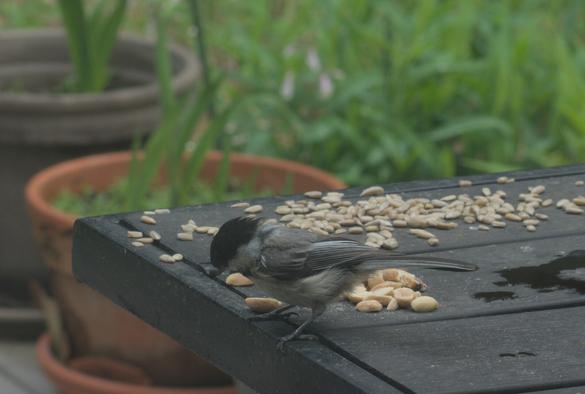 A black-capped chickadee eats a peanut on a table on my deck.