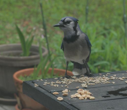 A blue jay eats sunflower seeds on a table on my deck.