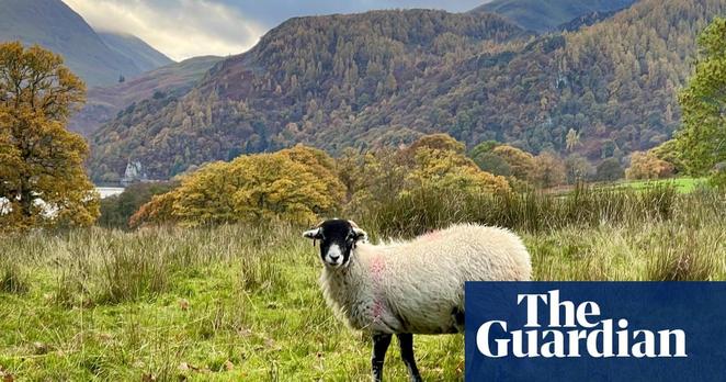 a stock photo of a sheep in the lake district