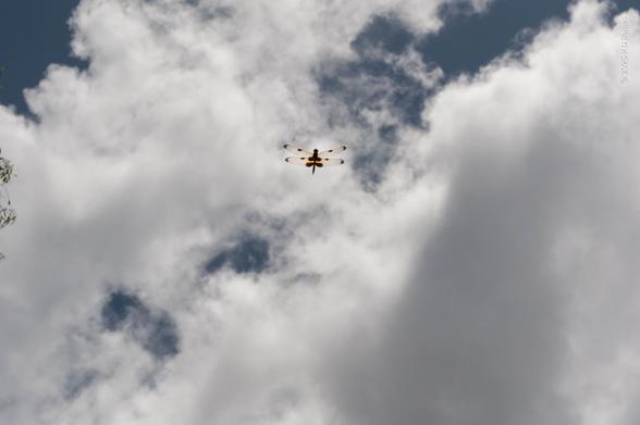 Looking up almost vertically, a yellow-striped flutterer dragonfly is caught overhead in flight against white clouds and blue sky