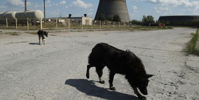 Chernobyl Dogs Are Experiencing Rapid Evolution, Biologists Say