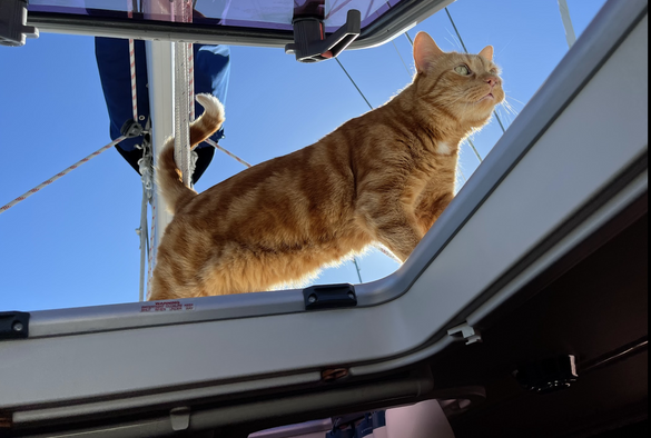 looking up through a boat hatch as an orange cat pokes its head in