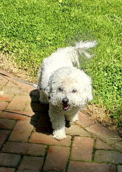 White furry miniature stares at camera from sidewalk. Probably a poodle-x.