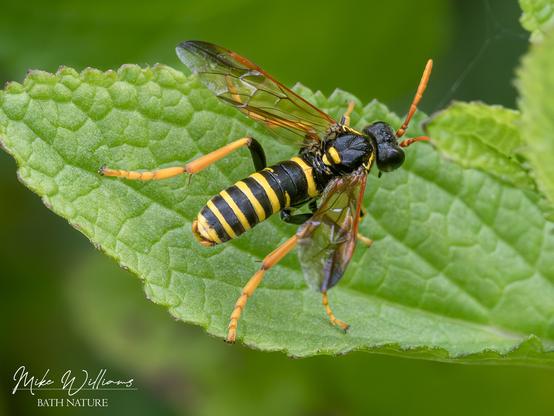 A sawfly with black and yellow bands on the abdomen, resembling a wasp. Insect is on a leaf.