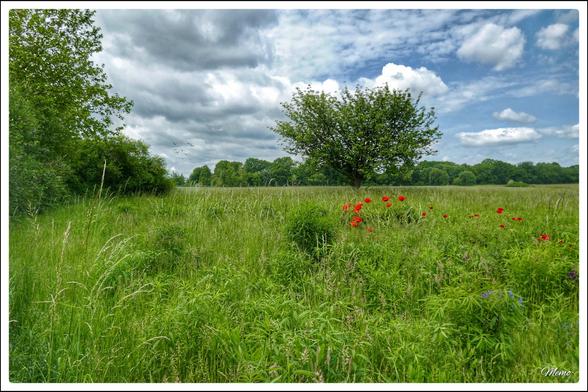 Bildbeschreibung:
Blick auf eine mit wilden Gräsern und anderen blühenden Wildpflanzen bewachsene freie Fläche. Ein einzelner Baum wächst in der Mitte des Bildes. Im Hintergrund eine länger Baum- und Buschreihe vor bewölktem Himmel. Einige Vögel kämpfen gegen die Windböen an.