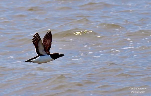 Petit pingouin sur le fleuve Saint-Laurent. Photographie par Cindy Cinnamon
