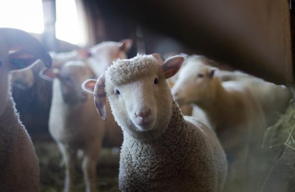 il égorge des moutons sans autorisation, la police intervient