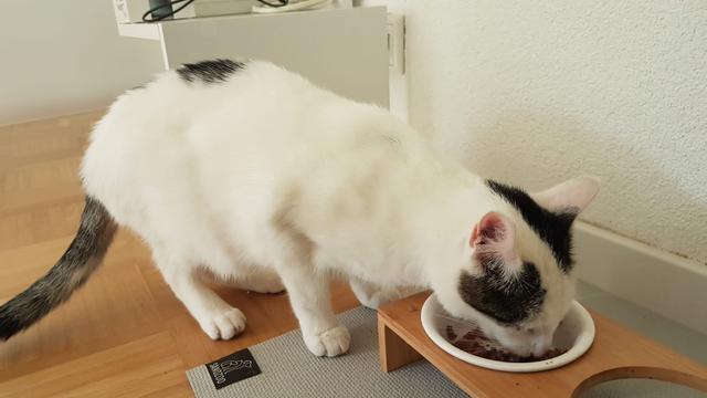 Bild zeigt den Kater Sam beim Fressen.