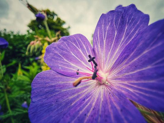 A close-up, low-angle shot of a vibrant purple flower, likely a geranium, showcasing its intricate petals with prominent white veins radiating from the dark centre. The stamen and pistil are clearly visible. The background is softly blurred, showing green foliage and a bright, overcast sky.