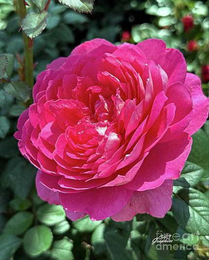 Pink Rose In Full Bloom