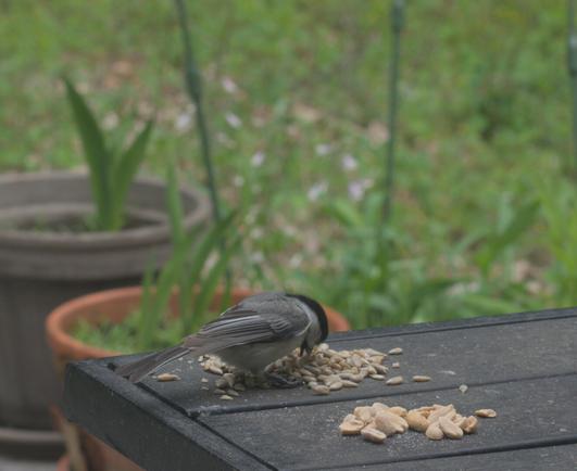 A black-capped chickadee eats sunflower seeds on a table on my deck.
