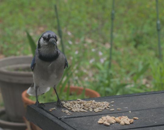 A blue jay stands on a table on my deck considering sunflower seeds or peanuts for breakfast.