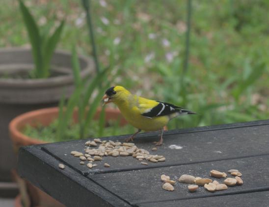 An American goldfinch eats sunflower seeds on a table on my deck.